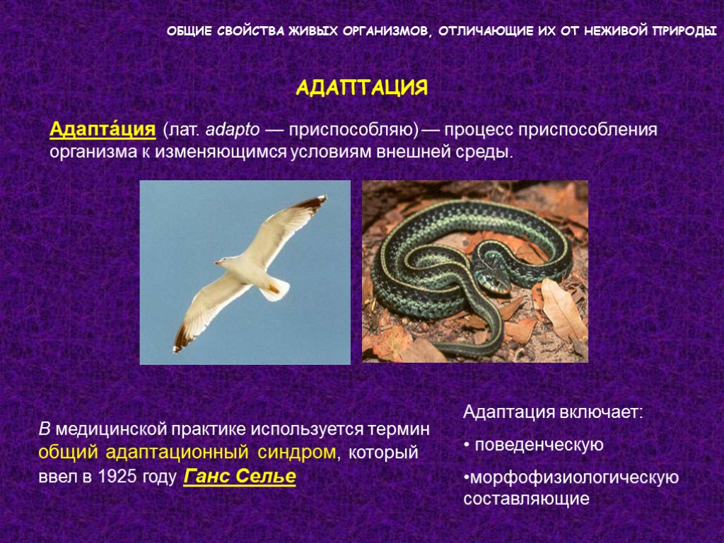 ОБЩИЕ СВОЙСТВА ЖИВЫХ ОРГАНИЗМОВ, ОТЛИЧАЮЩИЕ ИХ ОТ НЕЖИВОЙ ПРИРОДЫ АДАПТАЦИЯ Адапта́ция (лат. adapto — ОБЩИЕ СВОЙСТВА ЖИВЫХ ОРГАНИЗМОВ, ОТЛИЧАЮЩИЕ ИХ ОТ НЕЖИВОЙ ПРИРОДЫ АДАПТАЦИЯ Адапта́ция (лат. adapto —